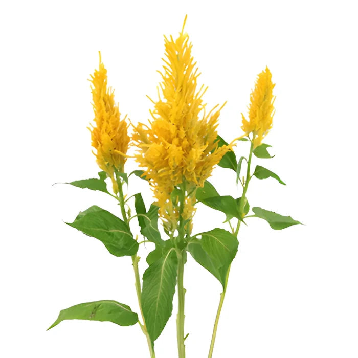 Golden Yellow Feather Celosia Flowers