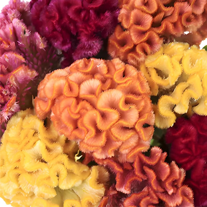 Mixed Colors Cockscomb Celosia Flowers