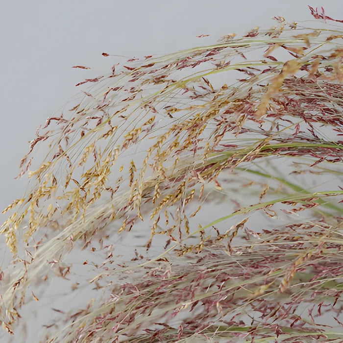 Ruby Silk Love Grass