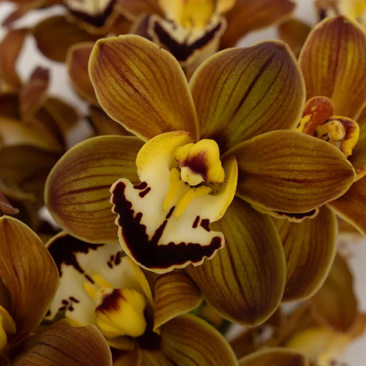 Amber Brown Mini Cymbidium Orchids Close Up - Image