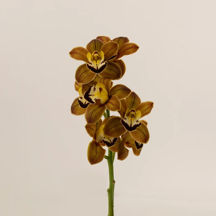 Amber Brown Mini Cymbidium Orchids Stem - Image