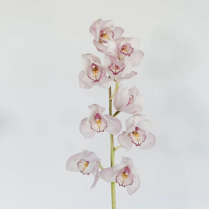 Cymbidium Orchids Baby Pink Burgundy Lip Stem - Image