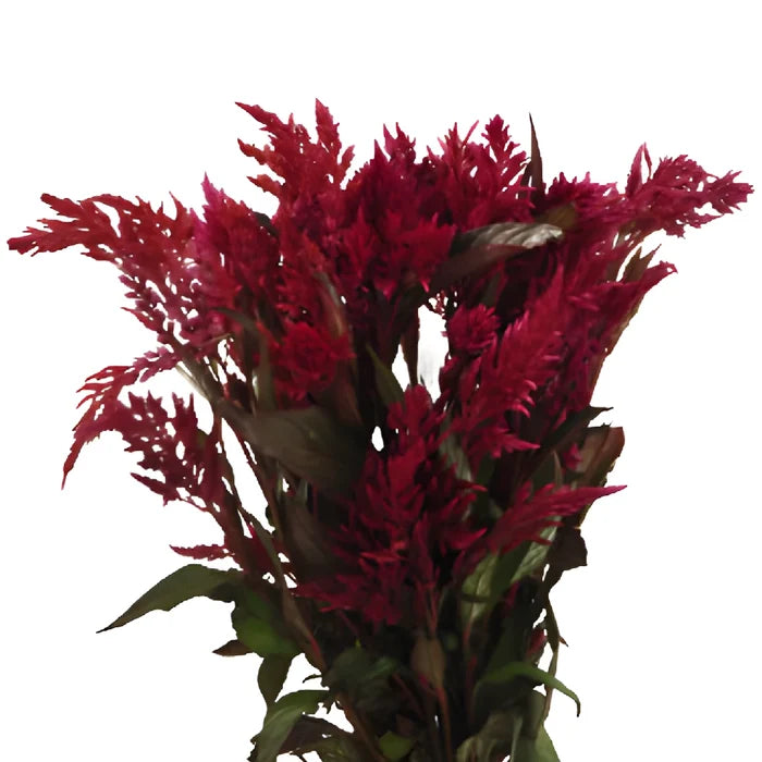 Burgundy Feather Celosia Flowers