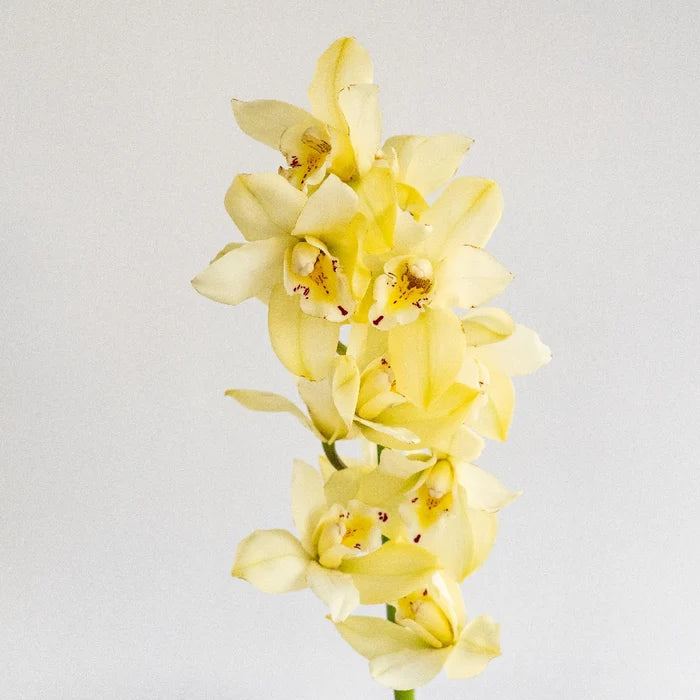 Mini Cymbidium Orchids Cream Delight Stem - Image