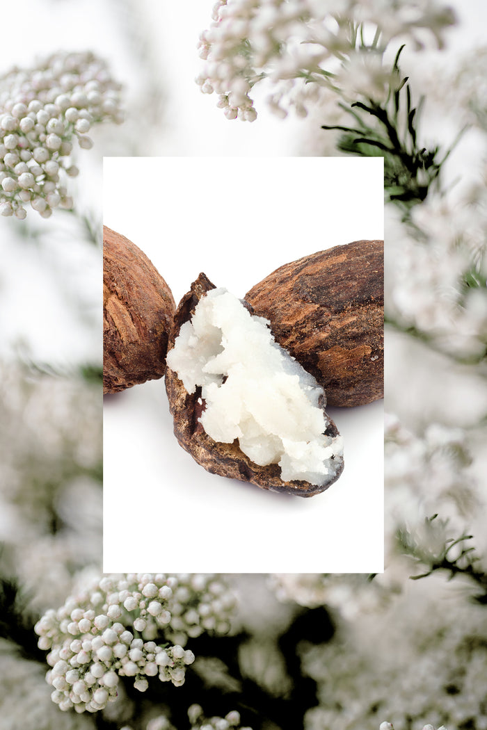 scent image of shea butter pod in front of rice flower plant