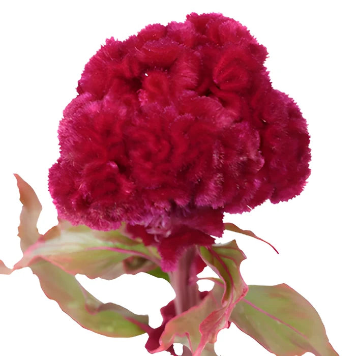 Dark Red Cockscomb Celosia Flowers