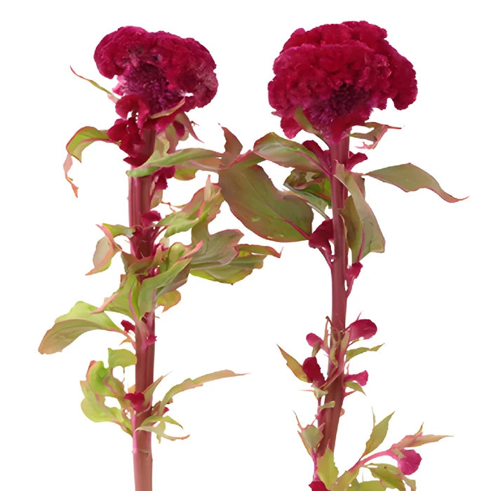 Dark Red Cockscomb Celosia Flowers