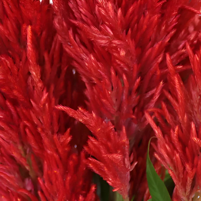 Deep Red Feather Celosia Flowers