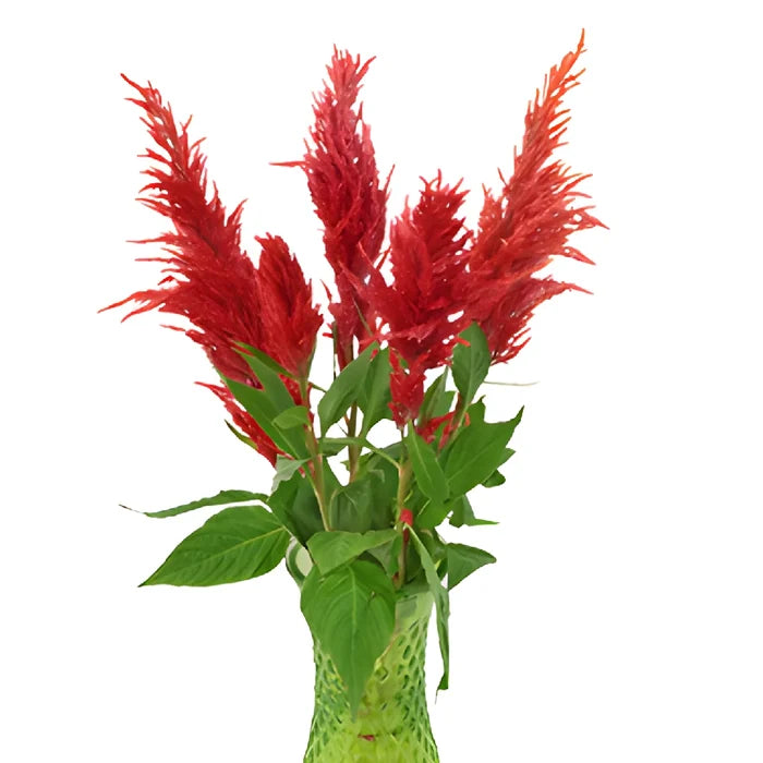 Deep Red Feather Celosia Flowers