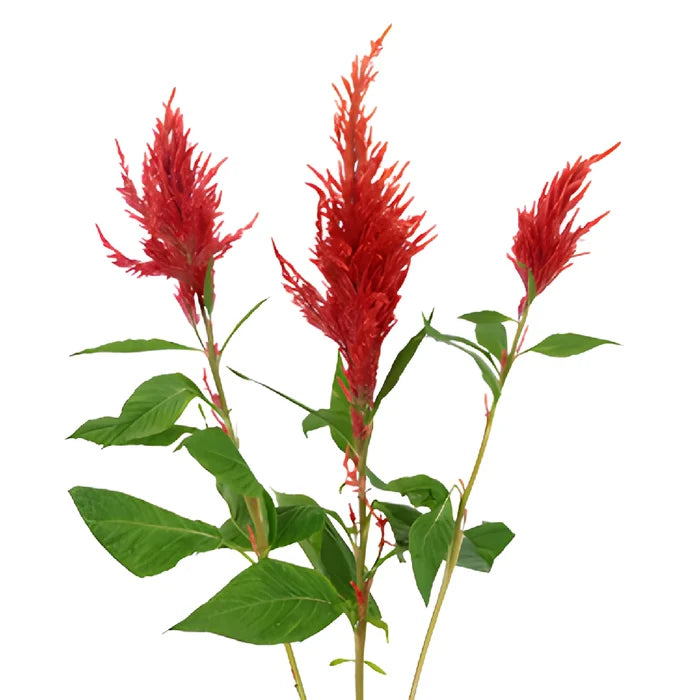Deep Red Feather Celosia Flowers
