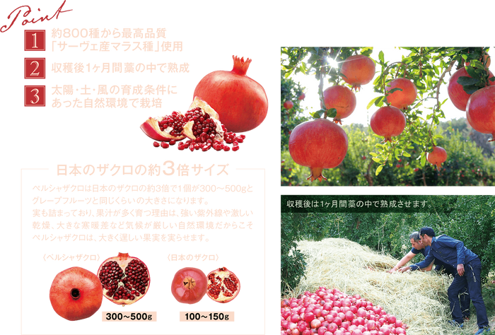 Esthe Pro Labo ZAKURO ZYME PASTE - myernk