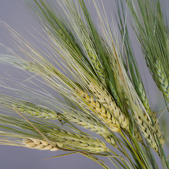 Fresh Wheat Greens