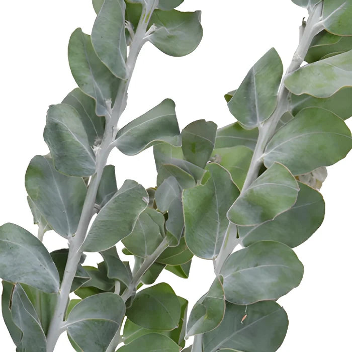 Wedding greenery green acacia fresh filler flowers sold near me