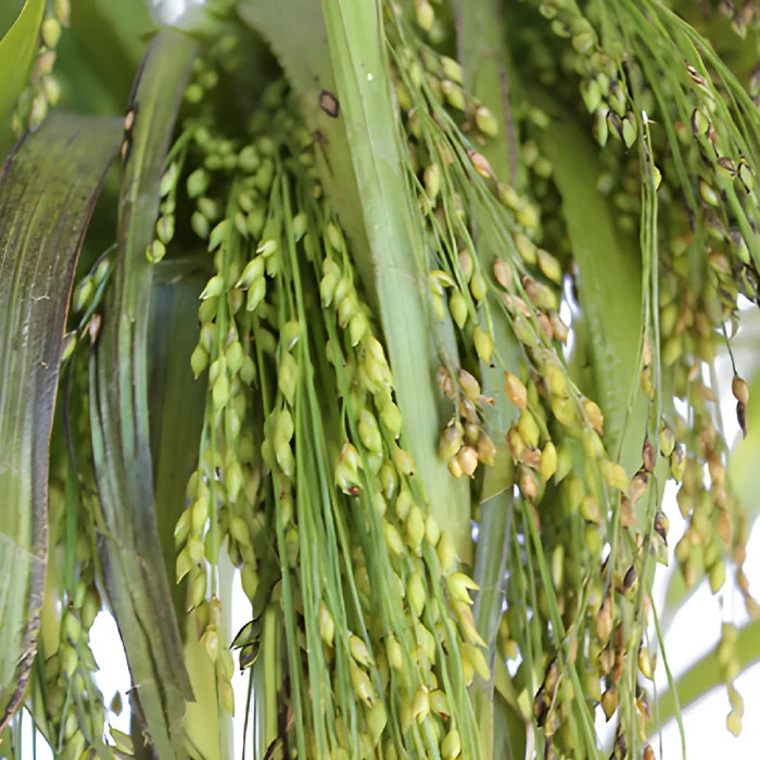 Wedding greenery irish millet bulk filler flowers sold near me