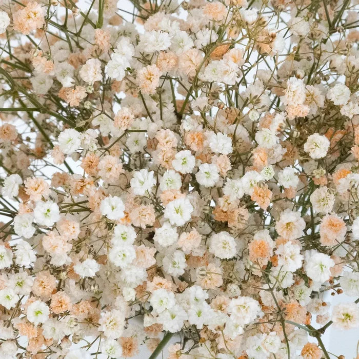 Light Orange Airbrushed Baby's Breath Flower Close Up - Image