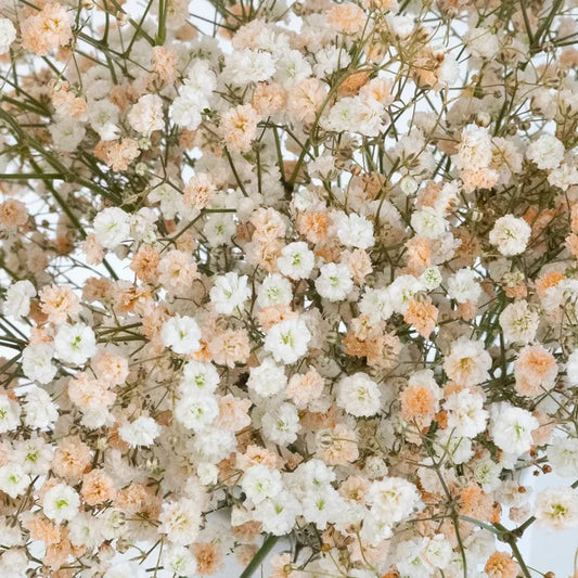 Light Orange Airbrushed Baby's Breath Flower Close Up - Image