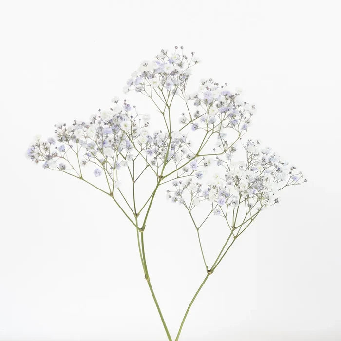 Light Lavender Airbrushed Babys Breath Flower Stem - Image