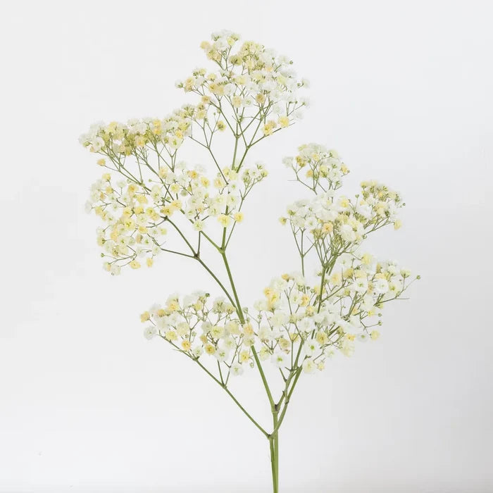 Light Yellow Airbrushed Baby's Breath Flower Stem - Image