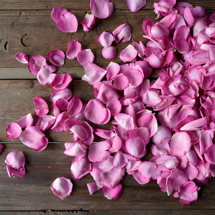 Magenta Garden Rose Petals