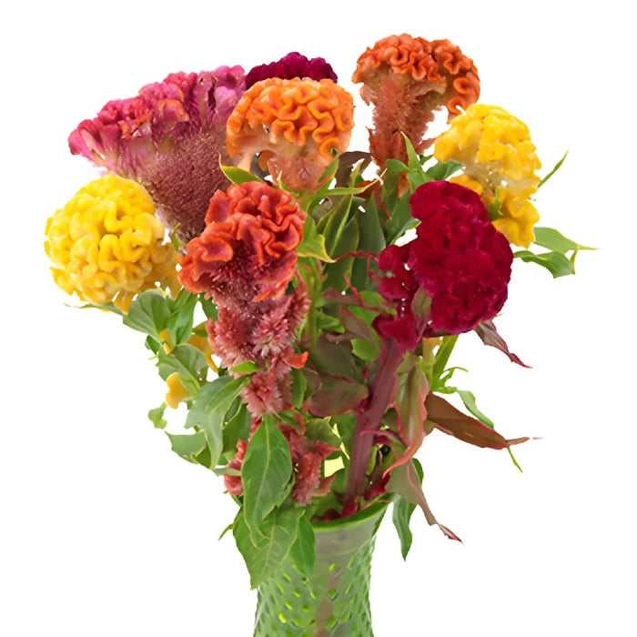 Mixed Colors Cockscomb Celosia Flowers