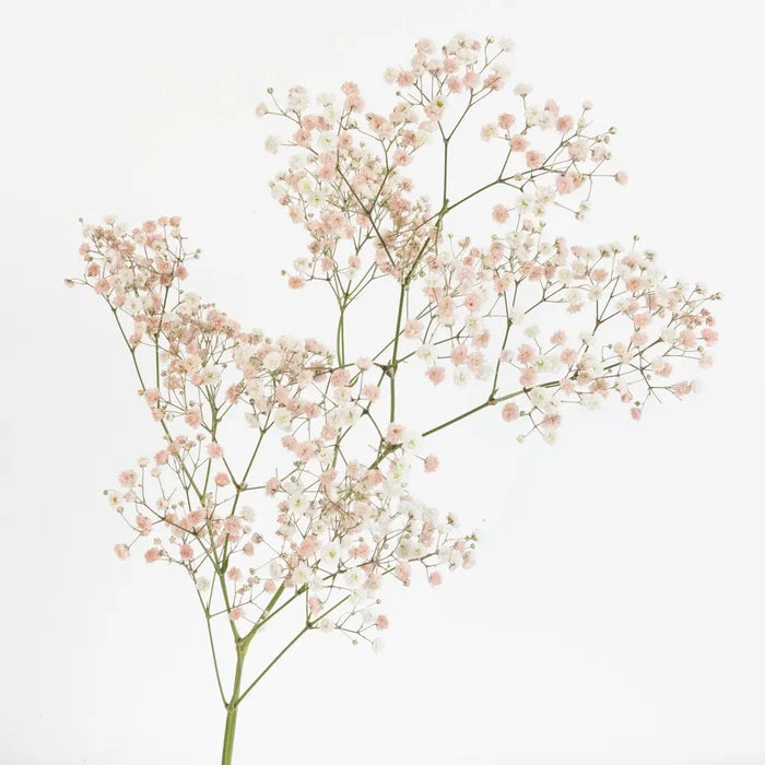 Peachy Pink Airbrushed Babys Breath Flower Stem - Image