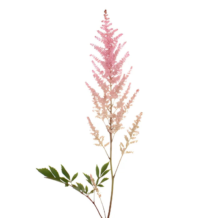 Pink Astilbe Flower May to October