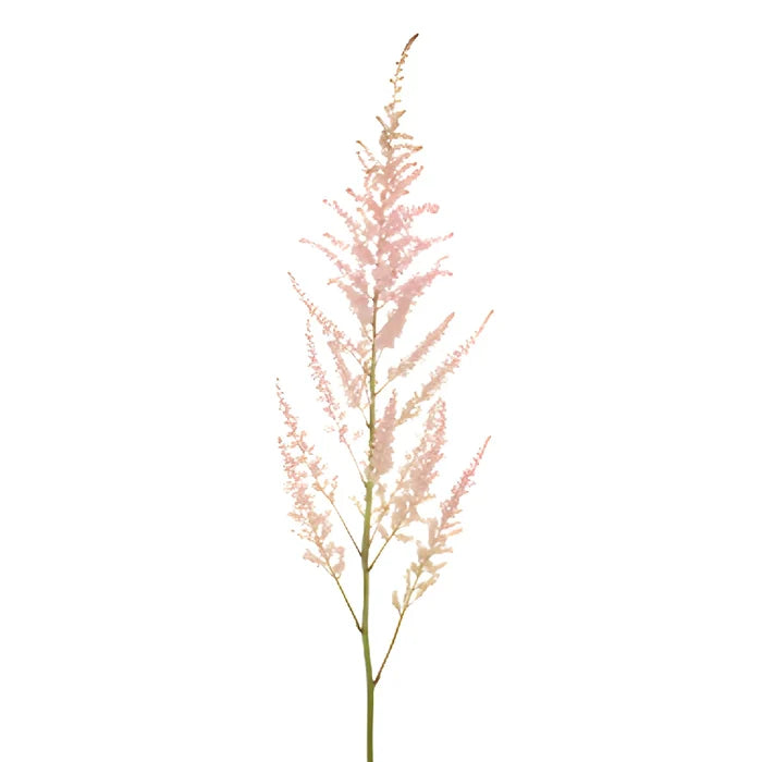 Pink Astilbe Flower May to October