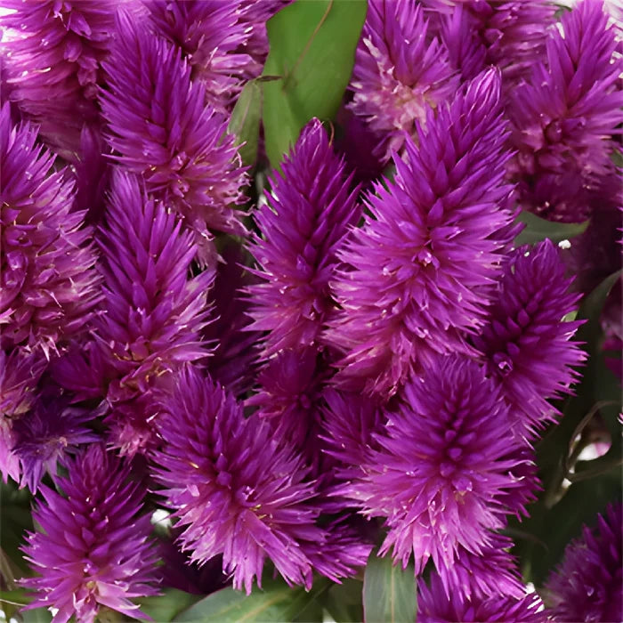 Purpleberry Feather Celosia Flowers