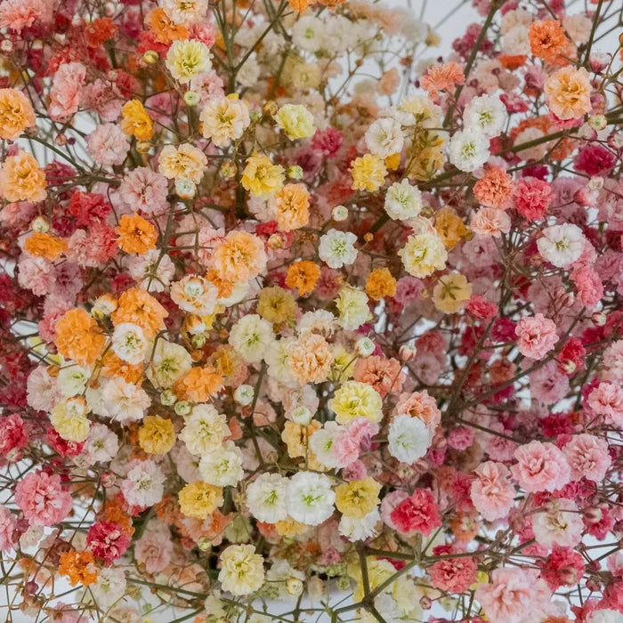 Rainbow Sunrise Airbrushed Babys Breath Flower Close Up - Image