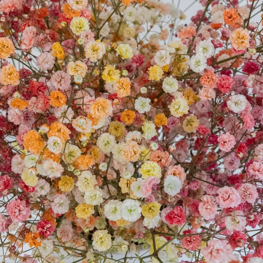 Rainbow Sunrise Airbrushed Babys Breath Flower Close Up - Image