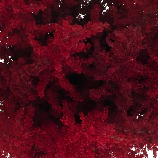Red Astilbe Flower May to October
