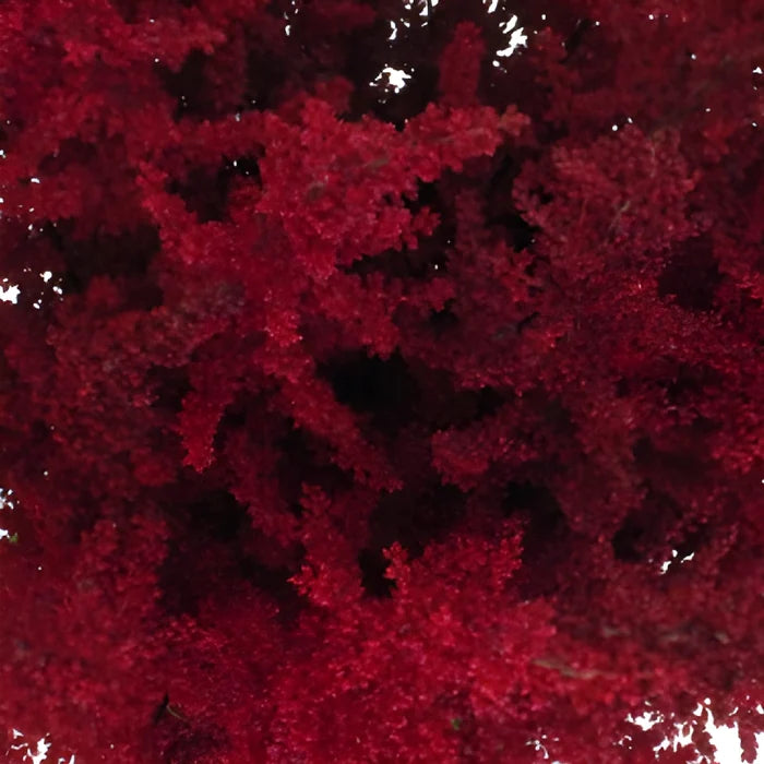 Red Astilbe Flower November to April
