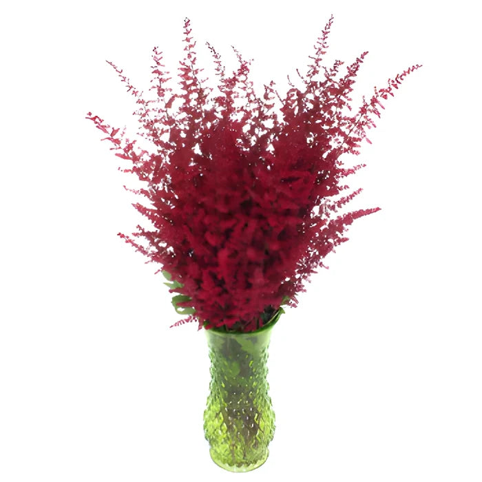Red Astilbe Flower November to April
