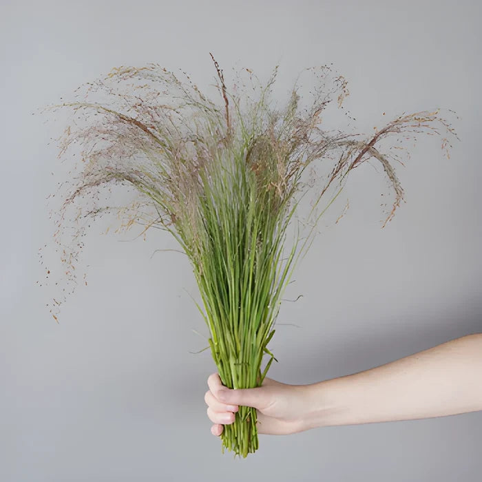 Ruby Silk Love Grass