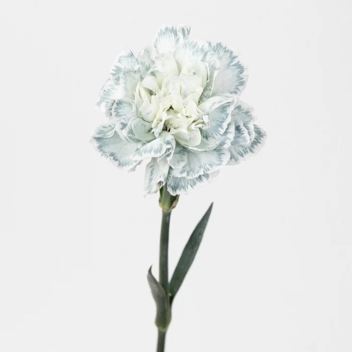 Jade Tinted Carnation Flowers Stem - Image