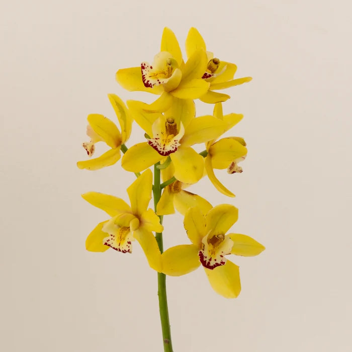 Sunny Yellow Mini Cymbidium Orchids Stem - Image