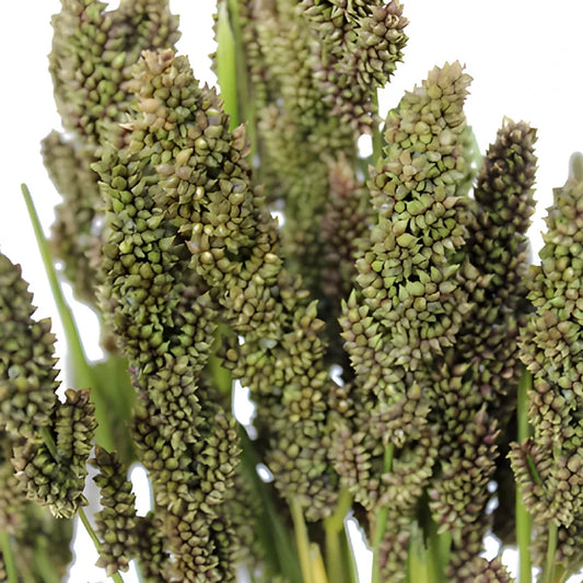 Wedding greenery tapestry millet bulk filler flowers sold near me