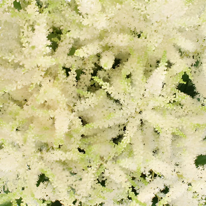 White Astilbe Flower May to October
