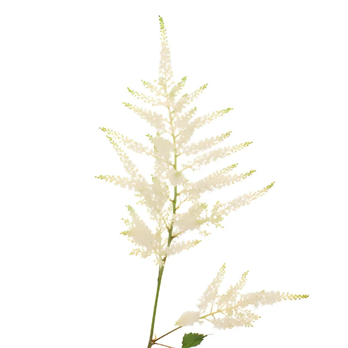 White Astilbe Flower May to October