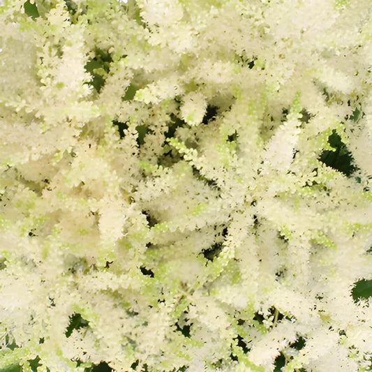 White Astilbe Flower November to April