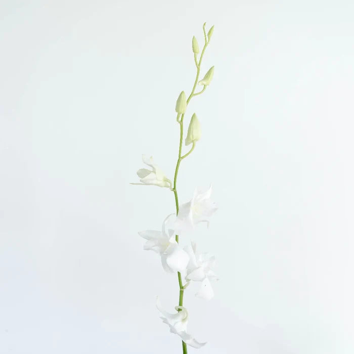 White Dendrobium Orchids Flower Stem - Image