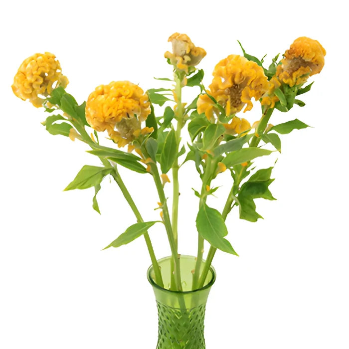 Yellow Cockscomb Celosia Flowers