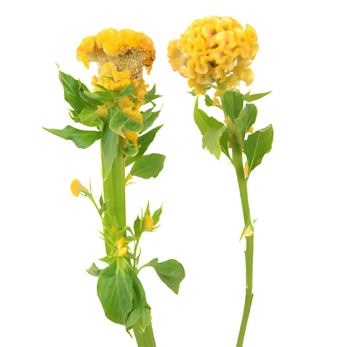 Yellow Cockscomb Celosia Flowers